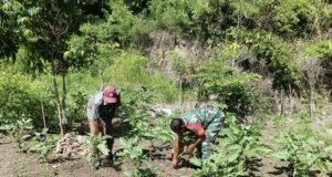 Babinsa Koramil 02/Sukakarya Bantu Perawatan Kebun Terong, Tingkatkan Kesejahteraan Petani