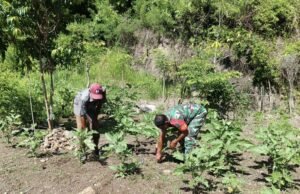 Babinsa Koramil 02/Sukakarya Bantu Perawatan Kebun Terong, Tingkatkan Kesejahteraan Petani