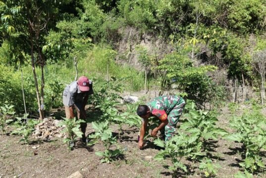 Babinsa Koramil 02/Sukakarya Bantu Perawatan Kebun Terong, Tingkatkan Kesejahteraan Petani