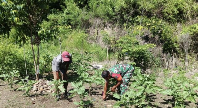 Babinsa Koramil 02/Sukakarya Bantu Perawatan Kebun Terong, Tingkatkan Kesejahteraan Petani