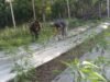 Babinsa Koramil 01/Sukajaya Dampingi Petani Cabai di Balohan, Pemupukan Cair Dorong Hasil Panen Berkualitas