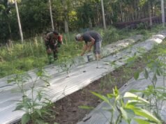 Babinsa Koramil 01/Sukajaya Dampingi Petani Cabai di Balohan, Pemupukan Cair Dorong Hasil Panen Berkualitas