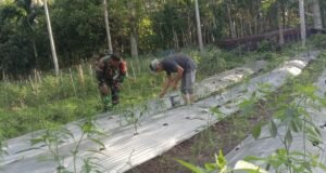 Babinsa Koramil 01/Sukajaya Dampingi Petani Cabai di Balohan, Pemupukan Cair Dorong Hasil Panen Berkualitas