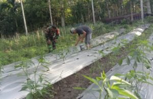 Babinsa Koramil 01/Sukajaya Dampingi Petani Cabai di Balohan, Pemupukan Cair Dorong Hasil Panen Berkualitas