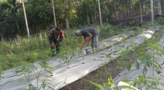 Babinsa Koramil 01/Sukajaya Dampingi Petani Cabai di Balohan, Pemupukan Cair Dorong Hasil Panen Berkualitas