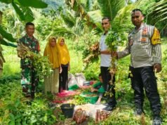 Babinsa Koramil 01/Sukajaya dan Bhabinkamtibmas Dampingi Panen Kacang Tanah di Jaboi, Wujud Nyata Dukungan Ketahanan Pangan