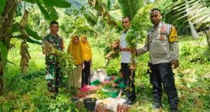 Babinsa Koramil 01/Sukajaya dan Bhabinkamtibmas Dampingi Panen Kacang Tanah di Jaboi, Wujud Nyata Dukungan Ketahanan Pangan