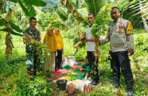 Babinsa Koramil 01/Sukajaya dan Bhabinkamtibmas Dampingi Panen Kacang Tanah di Jaboi, Wujud Nyata Dukungan Ketahanan Pangan