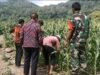 Babinsa Koramil 01/Sukajaya Turun Langsung Dampingi Petani Rawat Tanaman Jagung di Sabang