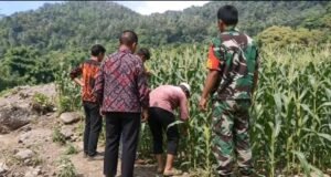 Babinsa Koramil 01/Sukajaya Turun Langsung Dampingi Petani Rawat Tanaman Jagung di Sabang