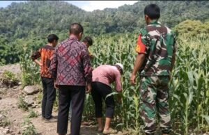 Babinsa Koramil 01/Sukajaya Turun Langsung Dampingi Petani Rawat Tanaman Jagung di Sabang