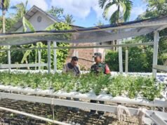 Babinsa Gampong Paya Seunara Dampingi Petani Hidroponik, Dukung Ketahanan Pangan Lewat Teknologi Pertanian Modern