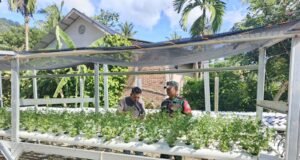 Babinsa Gampong Paya Seunara Dampingi Petani Hidroponik, Dukung Ketahanan Pangan Lewat Teknologi Pertanian Modern