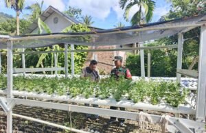 Babinsa Gampong Paya Seunara Dampingi Petani Hidroponik, Dukung Ketahanan Pangan Lewat Teknologi Pertanian Modern
