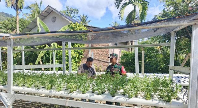 Babinsa Gampong Paya Seunara Dampingi Petani Hidroponik, Dukung Ketahanan Pangan Lewat Teknologi Pertanian Modern
