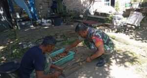 Babinsa Gampong Cot Abeuk Turun Langsung Bantu Warga Olah Hasil Pinang, Eratkan Silaturahmi