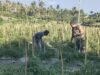 Babinsa Ujong Kareung Kunjungi Kebun Warga, Dukung Optimalisasi Lahan Jadi Sumber Penghasilan