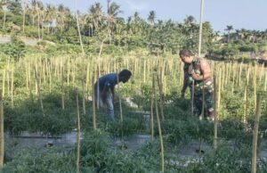 Babinsa Ujong Kareung Kunjungi Kebun Warga, Dukung Optimalisasi Lahan Jadi Sumber Penghasilan
