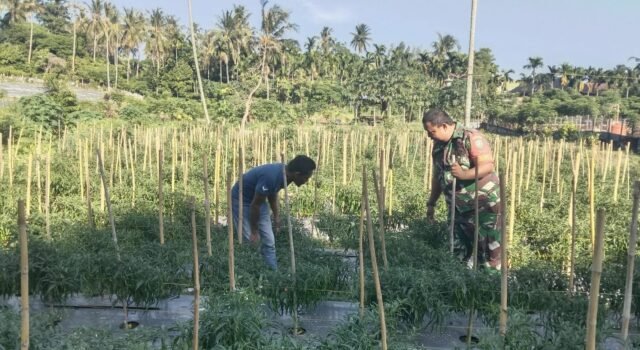 Babinsa Ujong Kareung Kunjungi Kebun Warga, Dukung Optimalisasi Lahan Jadi Sumber Penghasilan