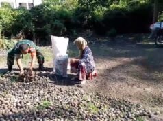 Bentuk Kepedulian, Babinsa Keuneukai Beri Semangat Warga Penghasil Pinang