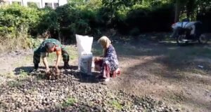 Bentuk Kepedulian, Babinsa Keuneukai Beri Semangat Warga Penghasil Pinang