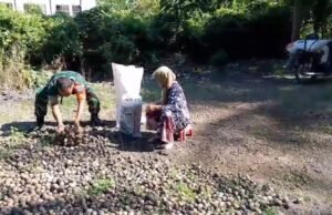 Bentuk Kepedulian, Babinsa Keuneukai Beri Semangat Warga Penghasil Pinang