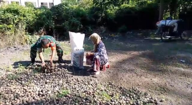 Bentuk Kepedulian, Babinsa Keuneukai Beri Semangat Warga Penghasil Pinang