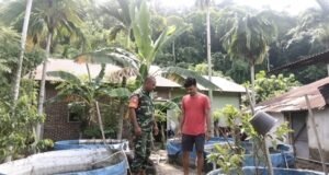 Dukung Ketahanan Pangan, Babinsa Kuta Timu Dampingi Warga Kembangkan Budidaya Ikan Tawar