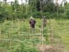 Turun ke Ladang, Babinsa Aneuk Laot Bantu Petani Panen Cabai Rawit