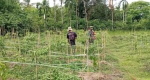 Turun ke Ladang, Babinsa Aneuk Laot Bantu Petani Panen Cabai Rawit