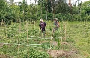 Turun ke Ladang, Babinsa Aneuk Laot Bantu Petani Panen Cabai Rawit