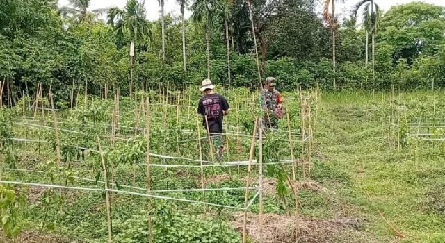Turun ke Ladang, Babinsa Aneuk Laot Bantu Petani Panen Cabai Rawit