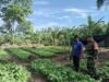 Babinsa Koramil 02/Sukakarya Dampingi Petani Rawat Tanaman Sayuran, Perkuat Ketahanan Pangan di Sabang