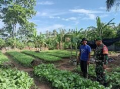 Babinsa Koramil 02/Sukakarya Dampingi Petani Rawat Tanaman Sayuran, Perkuat Ketahanan Pangan di Sabang