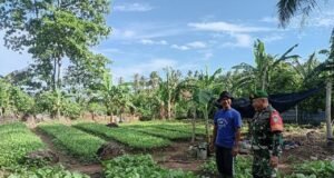 Babinsa Koramil 02/Sukakarya Dampingi Petani Rawat Tanaman Sayuran, Perkuat Ketahanan Pangan di Sabang
