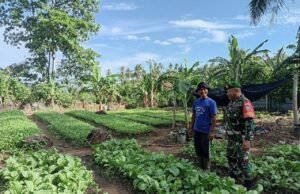Babinsa Koramil 02/Sukakarya Dampingi Petani Rawat Tanaman Sayuran, Perkuat Ketahanan Pangan di Sabang