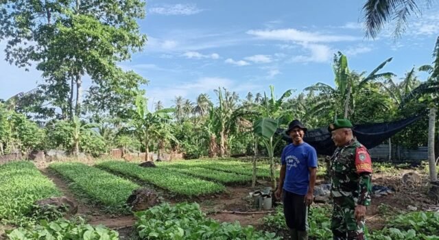 Babinsa Koramil 02/Sukakarya Dampingi Petani Rawat Tanaman Sayuran, Perkuat Ketahanan Pangan di Sabang