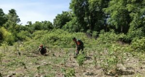Jalin Kebersamaan, Babinsa 07 Kuta Barat Bantu Warga Merawat Tanaman Terong Perkuat Ketahanan Pangan