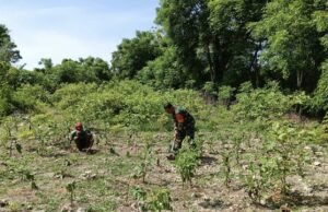 Jalin Kebersamaan, Babinsa 07 Kuta Barat Bantu Warga Merawat Tanaman Terong Perkuat Ketahanan Pangan