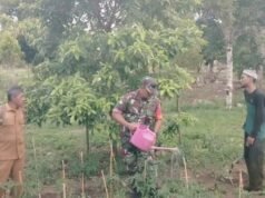 Dukung Swasembada Pangan, Babinsa 04 Krueng Raya Dampingi Petani Cabe Merah Langsung di Kebun