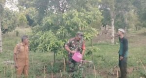 Dukung Swasembada Pangan, Babinsa 04 Krueng Raya Dampingi Petani Cabe Merah Langsung di Kebun