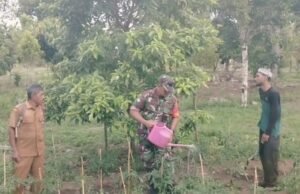 Dukung Swasembada Pangan, Babinsa 04 Krueng Raya Dampingi Petani Cabe Merah Langsung di Kebun