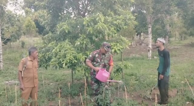 Dukung Swasembada Pangan, Babinsa 04 Krueng Raya Dampingi Petani Cabe Merah Langsung di Kebun