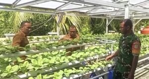 Dukung Ketahanan Pangan, Babinsa 08 Paya Pantau Perkembangan Tanaman Sawi Sistem Hidroponik