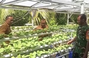 Dukung Ketahanan Pangan, Babinsa 08 Paya Pantau Perkembangan Tanaman Sawi Sistem Hidroponik