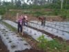 Dampingi Budidaya Cabai, Babinsa Optimalkan Potensi Lahan Demi Kesejahteraan Warga