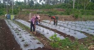 Dampingi Budidaya Cabai, Babinsa Optimalkan Potensi Lahan Demi Kesejahteraan Warga