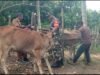 Perkuat Ketahanan Pangan, Babinsa Koramil 02/Sukakarya Dampingi Program Peternakan