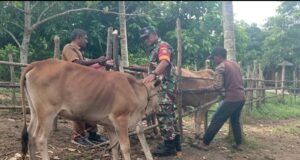 Perkuat Ketahanan Pangan, Babinsa Koramil 02/Sukakarya Dampingi Program Peternakan