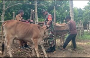 Perkuat Ketahanan Pangan, Babinsa Koramil 02/Sukakarya Dampingi Program Peternakan